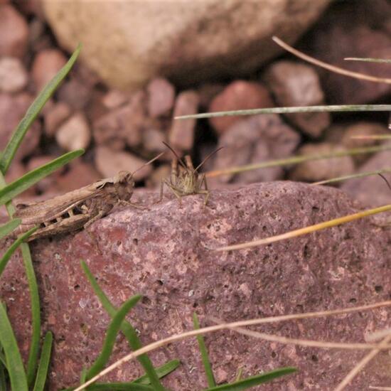 Orthoptera: Animal in habitat City and Urban in the NatureSpots App