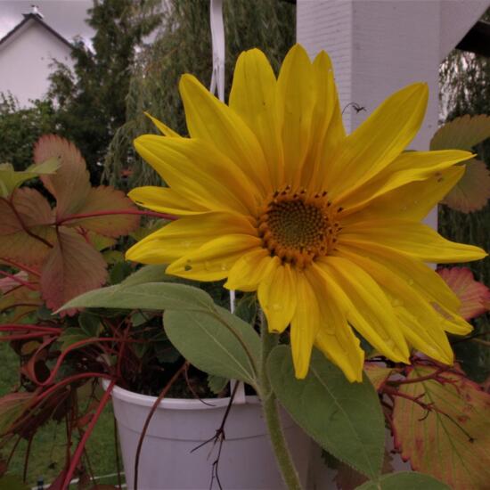 Sonnenblume: Pflanze im Habitat Stadt und Garten in der NatureSpots App
