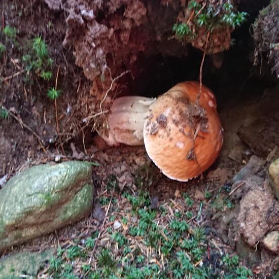 Boletus edulis: Mushroom in habitat Temperate forest in the NatureSpots App