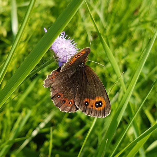 Lepidoptera: Animal in habitat Semi-natural grassland in the NatureSpots App