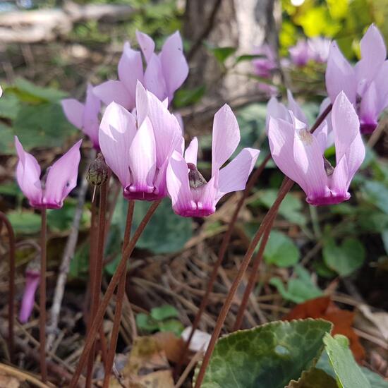 Cyclamen: Plant in habitat Temperate forest in the NatureSpots App