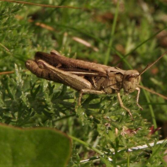 Orthoptera: Animal in habitat City and Urban in the NatureSpots App