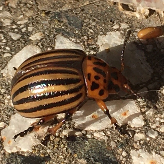 Colorado potato beetle: Animal in habitat Garden in the NatureSpots App
