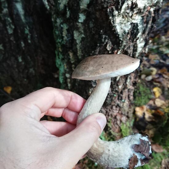 Leccinum scabrum: Mushroom in habitat Temperate forest in the NatureSpots App