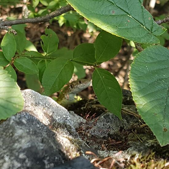 Östliche Smaragdeidechse: Tier im Habitat Büsche/Heide in der NatureSpots App