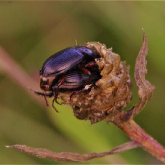 Käfer: Tier im Habitat Stadt und Garten in der NatureSpots App