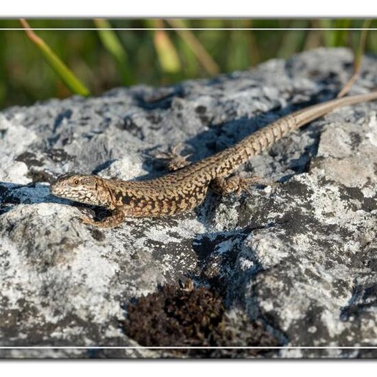 Mauereidechse: Tier im Habitat Felsgebiet in der NatureSpots App