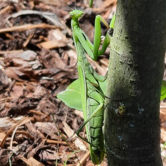 Mantis religiosa: Animal in habitat Garden in the NatureSpots App