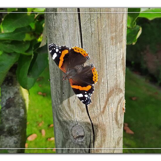 Vanessa atalanta: Animal in habitat Garden in the NatureSpots App