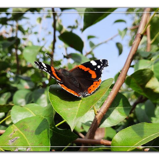 Vanessa atalanta: Animal in habitat Garden in the NatureSpots App