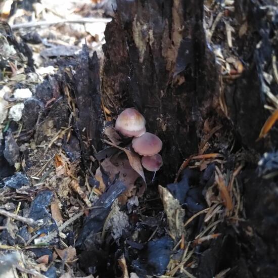 Mycena haematopus: Mushroom in habitat Temperate forest in the NatureSpots App