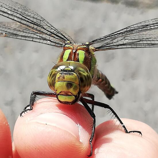 Anax: Tier im Habitat Strasse/Verkehr in der NatureSpots App