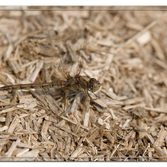 Große Heidelibelle: Tier im Habitat Gartenkultur in der NatureSpots App