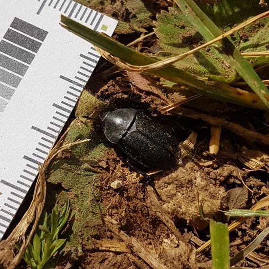 Käfer: Tier im Habitat Alpine Tundra in der NatureSpots App