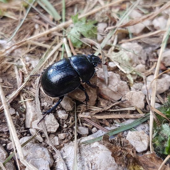 Gemeiner Mistkäfer: Tier im Habitat Naturnahe Wiese in der NatureSpots App