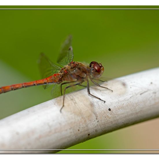 Common Darter: Animal in habitat Garden agriculture in the NatureSpots App