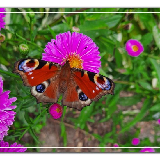 Aglais io: Tier im Habitat Garten in der NatureSpots App