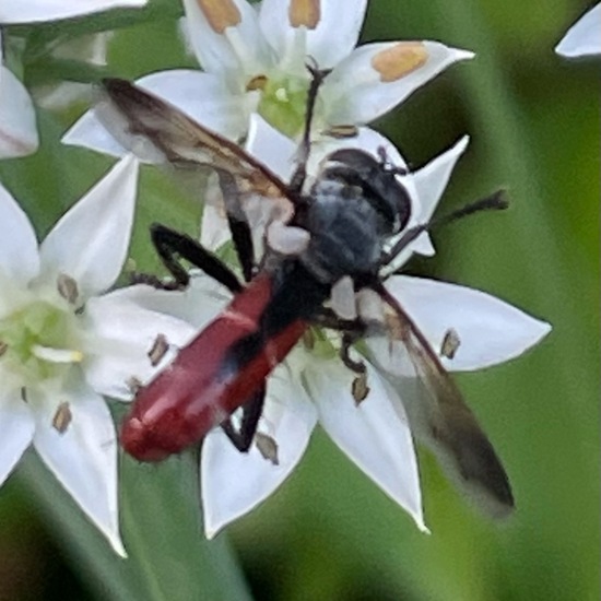 Cylindromyia bicolor: Animal in habitat Garden in the NatureSpots App