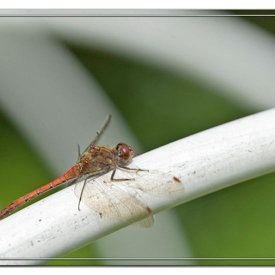 Common Darter: Animal in habitat Garden agriculture in the NatureSpots App