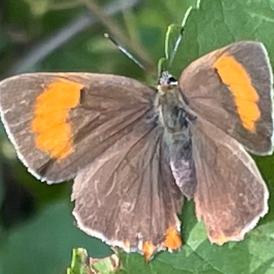 Nierenfleck-Zipfelfalter: Tier im Habitat Grasland und Büsche in der NatureSpots App