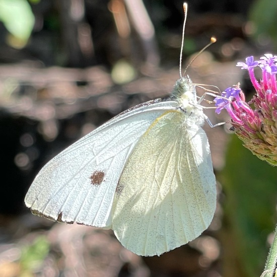 Kleiner Kohlweißling: Tier im Habitat Stadt und Garten in der NatureSpots App