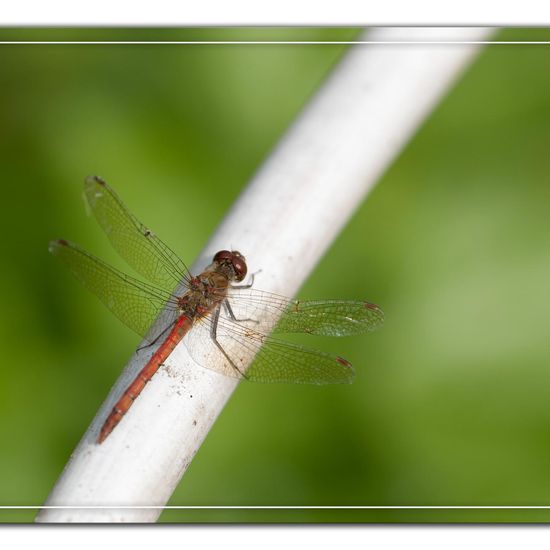 Common Darter: Animal in habitat Garden agriculture in the NatureSpots App