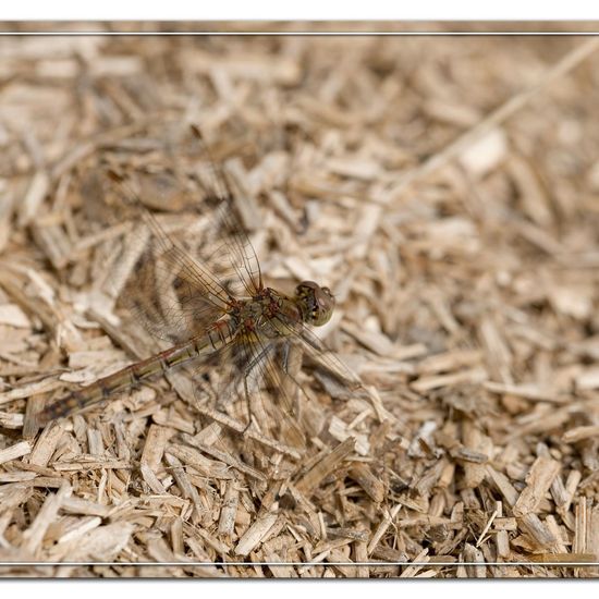 Common Darter: Animal in habitat Garden agriculture in the NatureSpots App