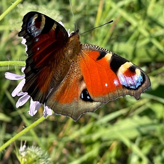 Aglais io: Animal in nature in the NatureSpots App