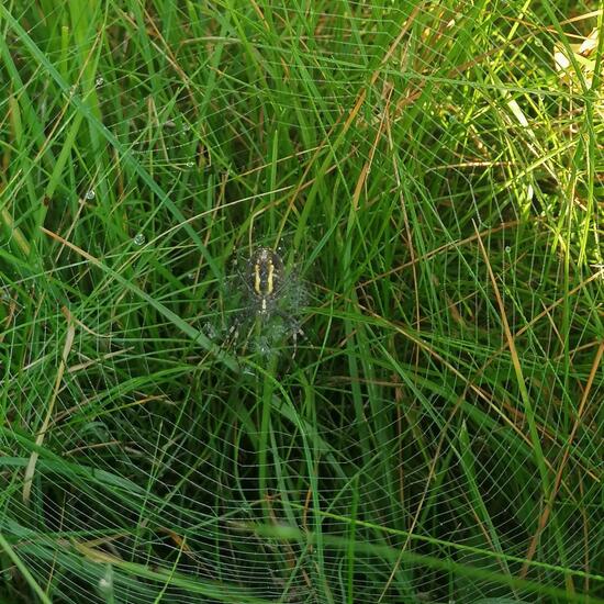 Argiope bruennichi: Animal in habitat City and Urban in the NatureSpots App