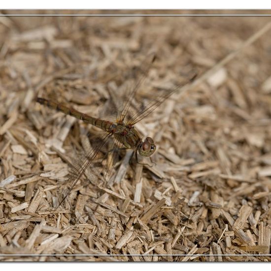 Common Darter: Animal in habitat Garden agriculture in the NatureSpots App