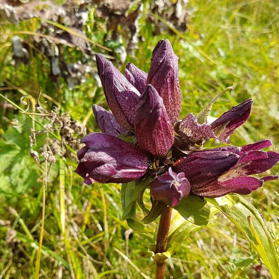 Gentiana pannonica: Plant in habitat Alpine tundra in the NatureSpots App