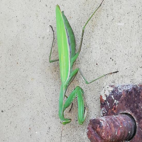 Mantis religiosa: Animal in nature in the NatureSpots App