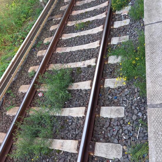 Jakobs-Greiskraut: Pflanze im Habitat Strasse/Verkehr in der NatureSpots App