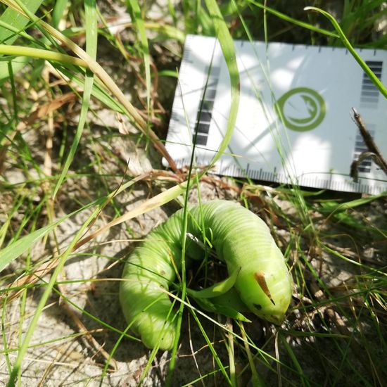 Windenschwärmer: Tier im Habitat Strasse/Verkehr in der NatureSpots App