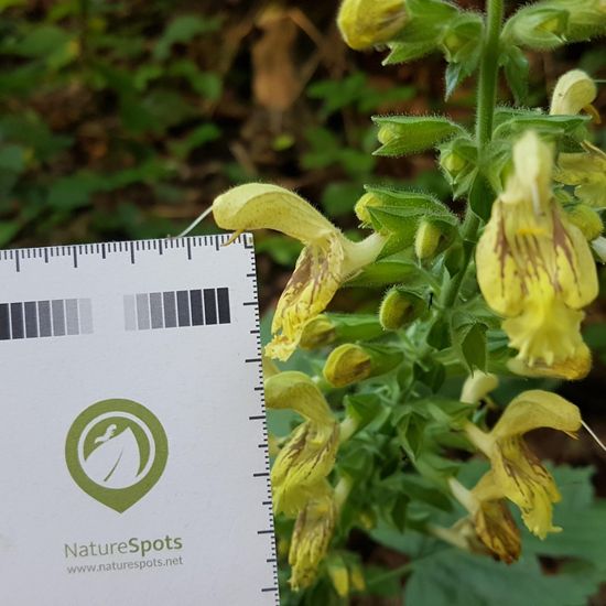Eine unbekannte Art: Pflanze im Habitat Wald der gemäßigten Breiten in der NatureSpots App
