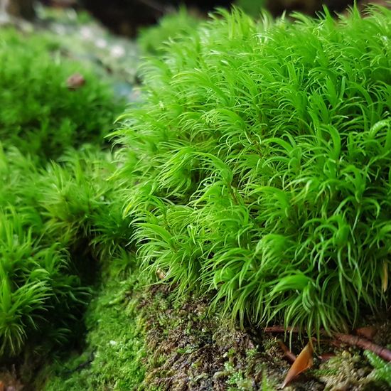 Moss: Plant in habitat Temperate forest in the NatureSpots App