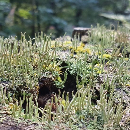 Cladonia pyxidata: Mushroom in nature in the NatureSpots App