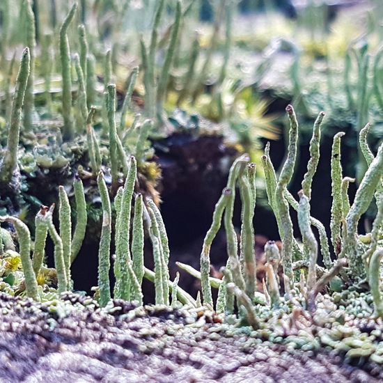 Cladonia pyxidata: Mushroom in nature in the NatureSpots App
