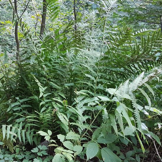 Polypodiopsida: Plant in habitat Temperate forest in the NatureSpots App