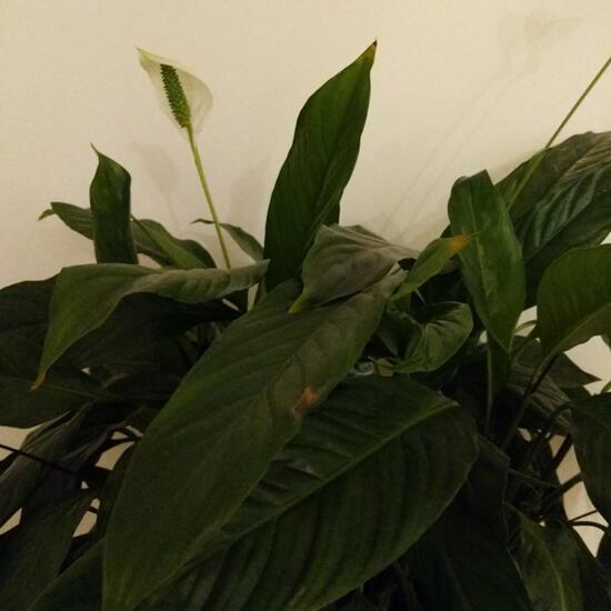 Peristeria (Orchidaceae): Pflanze im Habitat Innenraum in der NatureSpots App