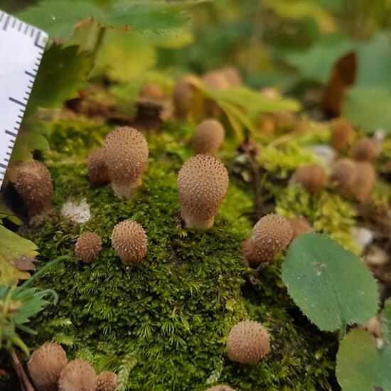 Flaschen-Stäubling: Pilz im Habitat Wald der gemäßigten Breiten in der NatureSpots App