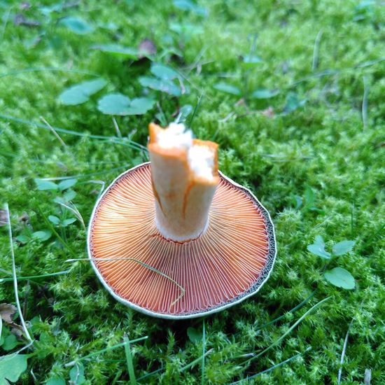 Fichten-Reizker: Pilz im Habitat Hinterhof in der NatureSpots App