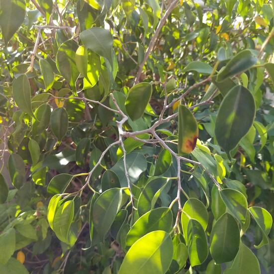 Ficus benjamina ‘Reginald’: Pflanze im Habitat Garten in der NatureSpots App