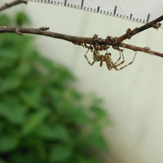 Gartenkreuzspinne: Tier im Habitat Hecke/Blumenbeet in der NatureSpots App