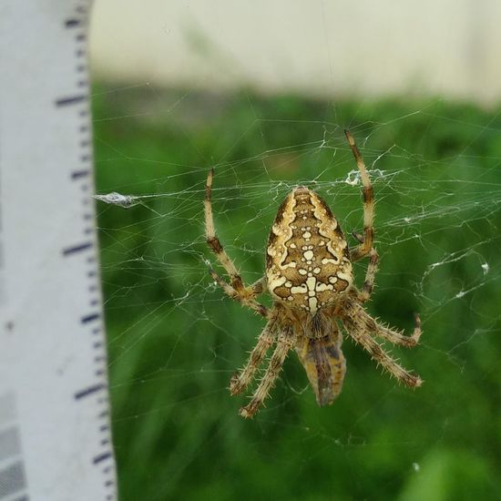 Araneus diadematus: Animal in habitat Flowerbed in the NatureSpots App