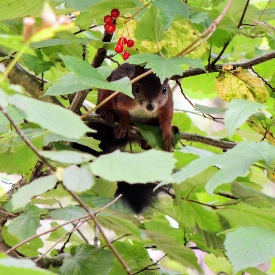 Eurasisches Eichhörnchen: Tier im Habitat Wald der gemäßigten Breiten in der NatureSpots App