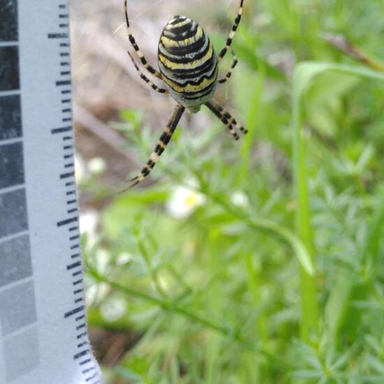 Argiope bruennichi: Animal in habitat Flowerbed in the NatureSpots App