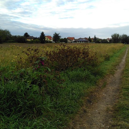 Landschaft: Grasland und Büsche im Habitat Halb-natürliches Grasland in der NatureSpots App