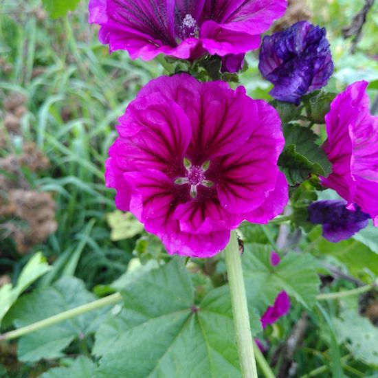 Malva sylvestris: Plant in habitat Semi-natural grassland in the NatureSpots App