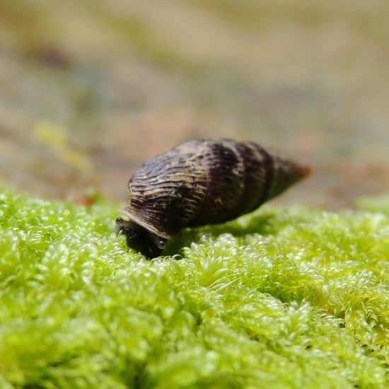 Schließmundschnecken: Tier im Habitat Wald der gemäßigten Breiten in der NatureSpots App